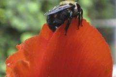 Bee-on-poppy-Maraleen-Manos-Jones
