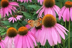 butterfly-on-echinacea-web-scaled