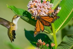 hummer-monarch-John-R.-Kelsey-960x400-web