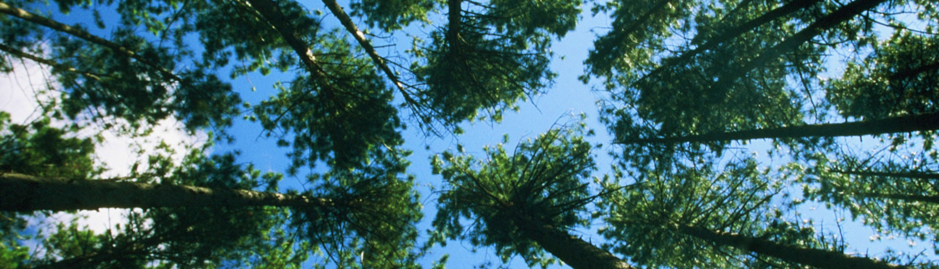 pines The Catskill Mountains Scenic Byway