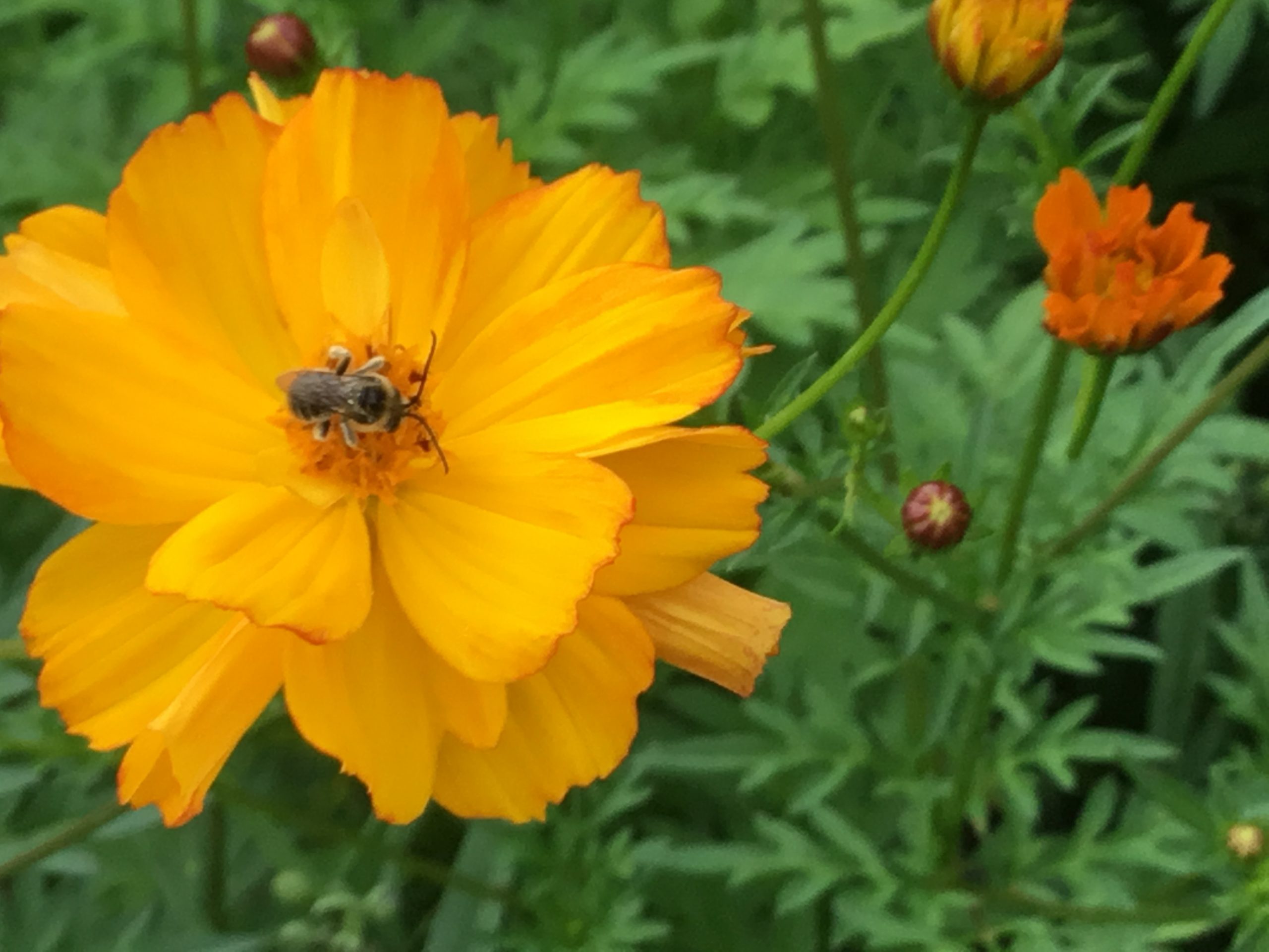 bee on orange cosmos, a. watt | The Catskill Mountains Scenic Byway